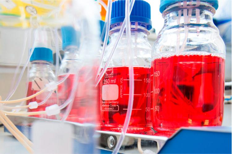 red liquid in bottles